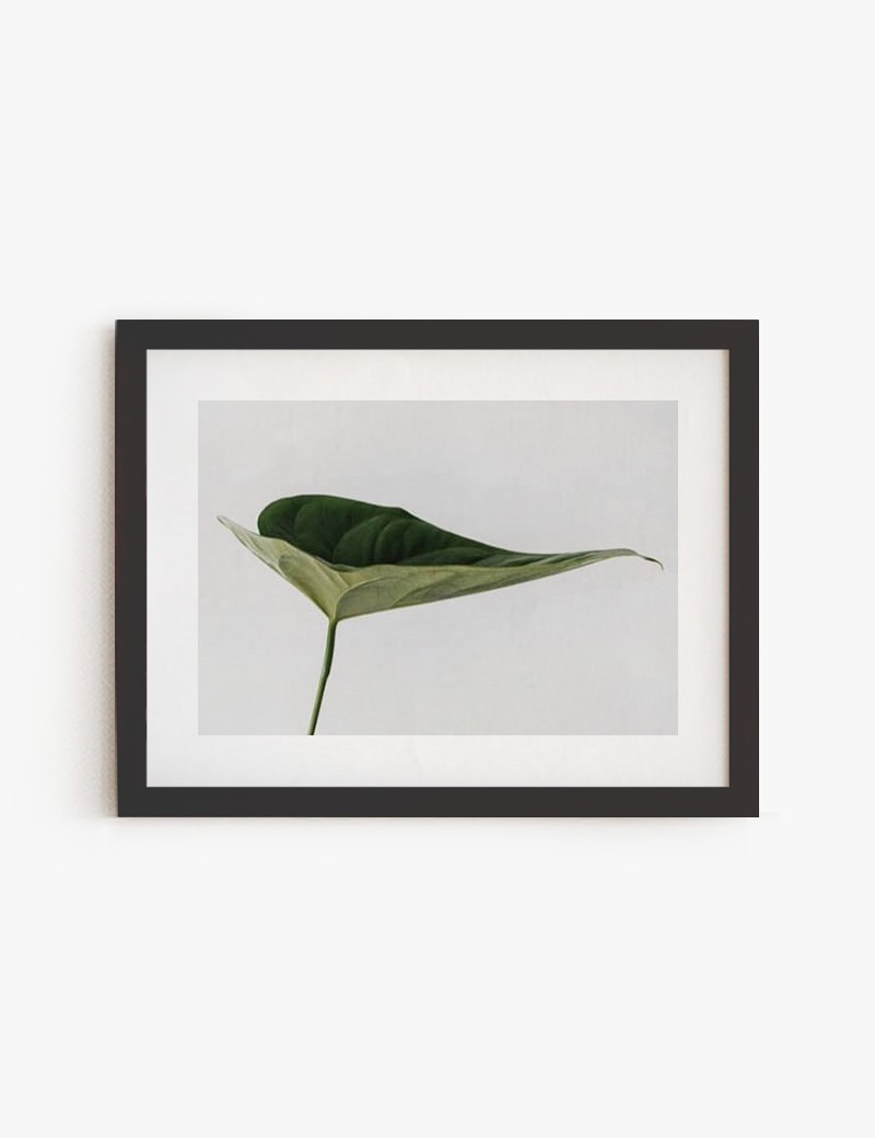 Lámina impresa | Cuadro Tropical para decorar tus paredes