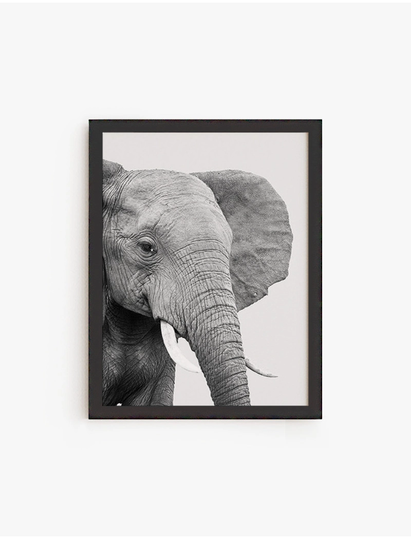 Cuadro Elefante Africano | Be Minimal