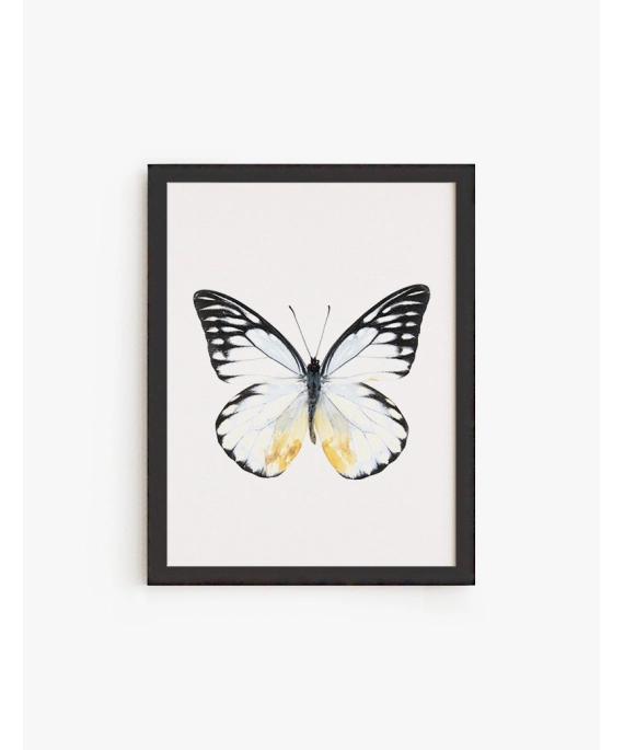 Cuadro Mariposa Color C | Be Minimal
