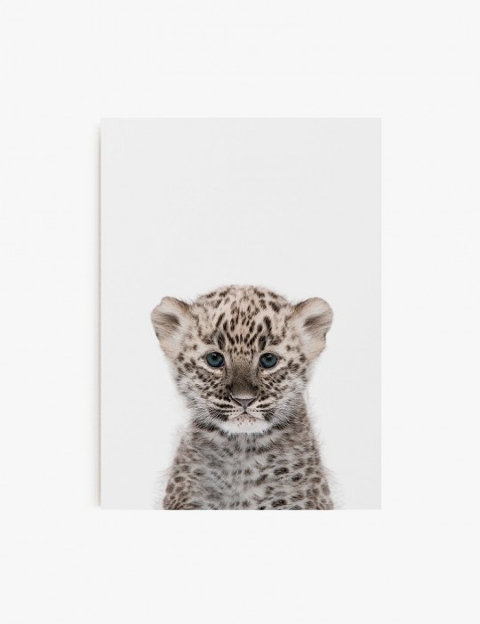 Leopardo Bebe