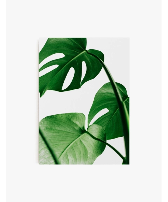 Cuadro Monstera | Be Minimal