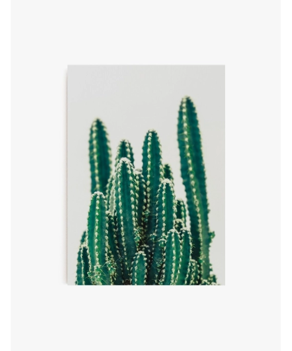Cuadro Family Cactus | Be Minimal