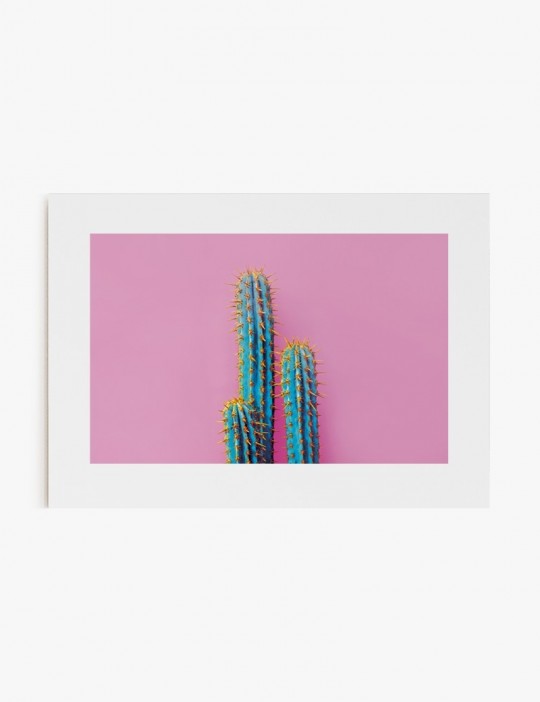 Cactus Color 01