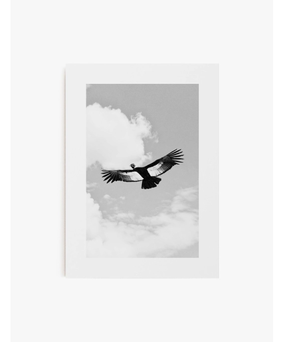 Cuadro Condor | Be Minimal