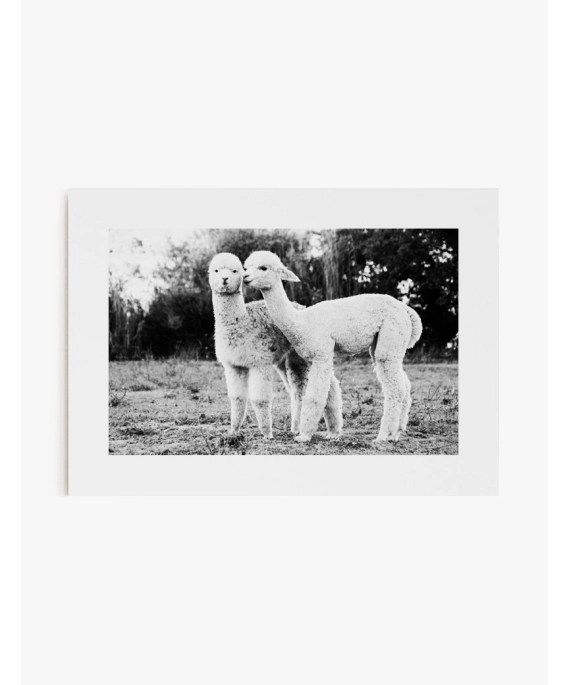 Cuadro Alpacas | Be Minimal