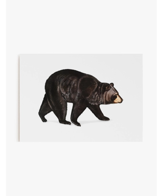 Cuadro Oso Americano | Be Minimal