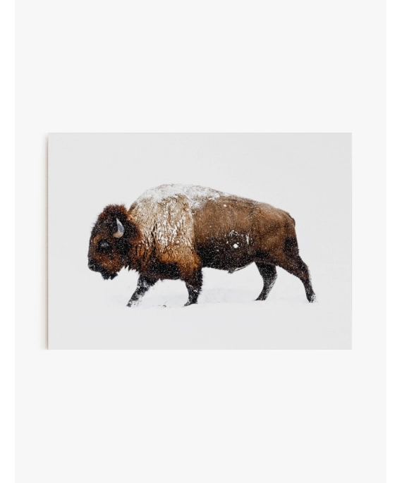 Cuadro Bisonte | Be Minimal