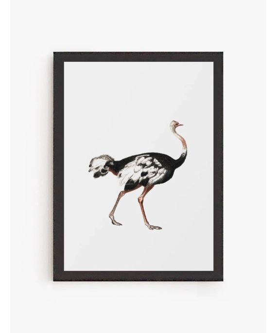 Cuadro Avestruz | Be Minimal