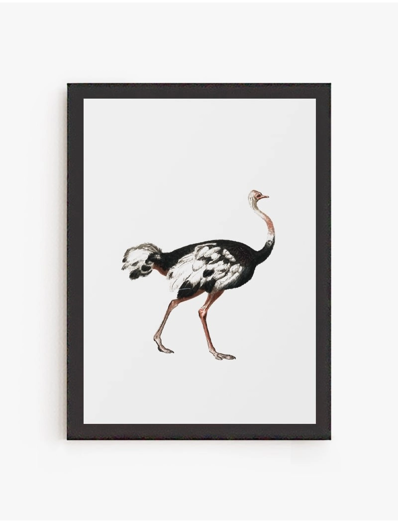 Cuadro Avestruz | Be Minimal