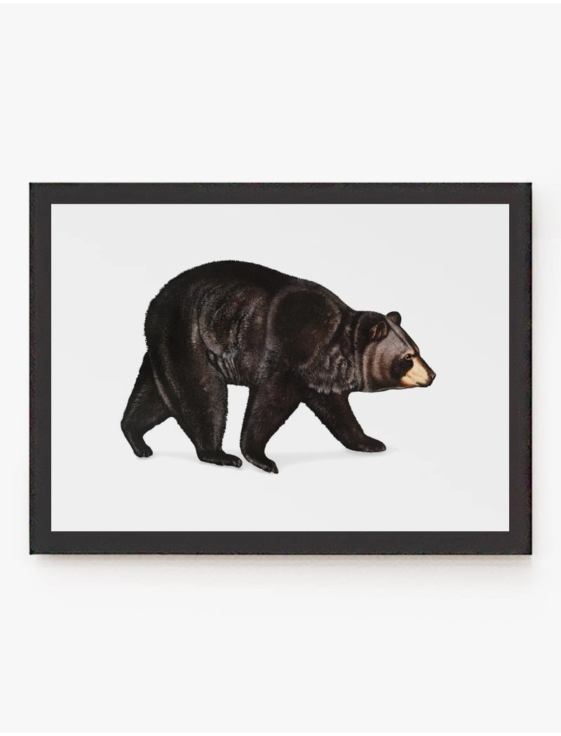 Cuadro Oso Americano | Be Minimal