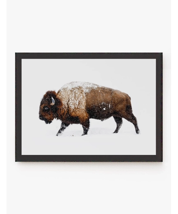 Cuadro Bisonte | Be Minimal