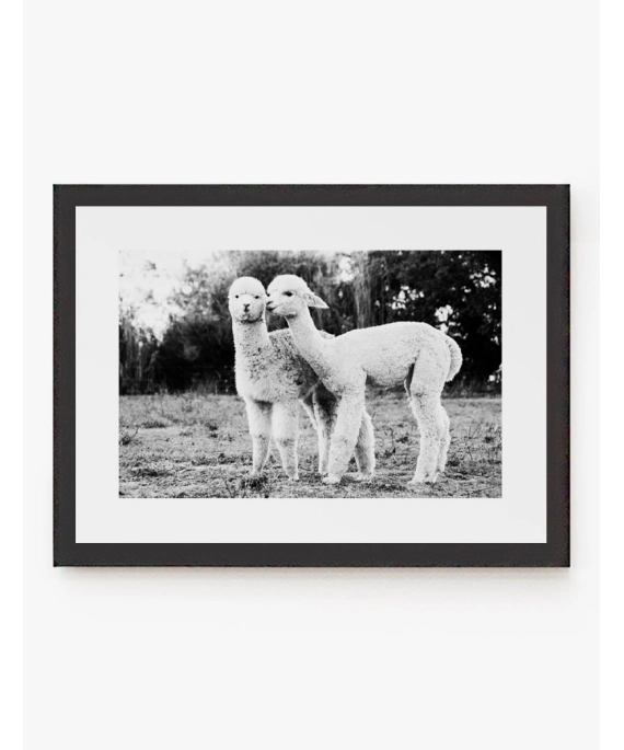 Cuadro Alpacas | Be Minimal