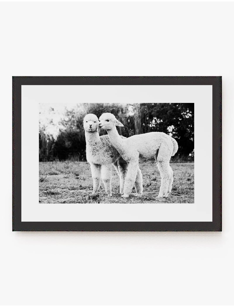 Cuadro Alpacas | Be Minimal