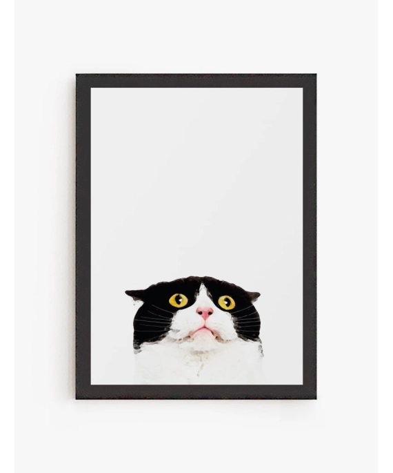Gato Asustado