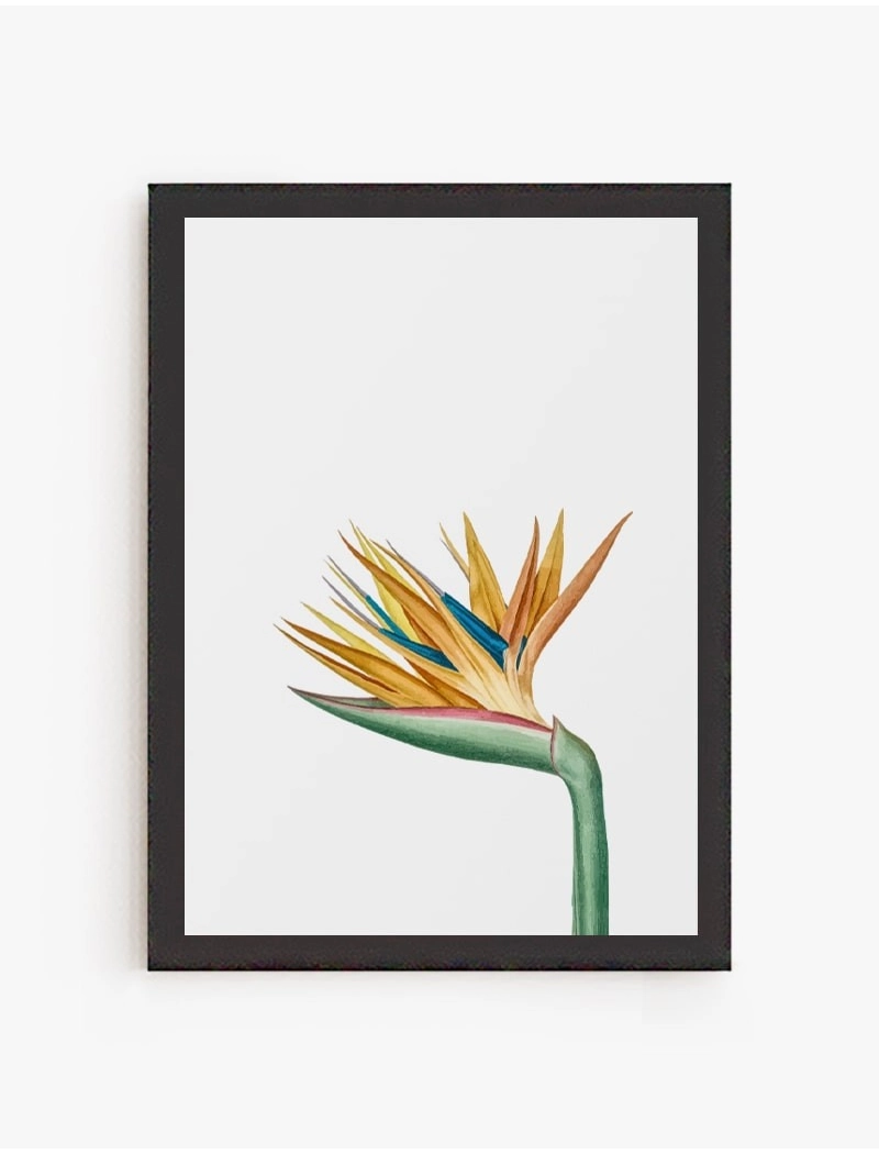 Cuadro Pico de Gallo | Be Minimal