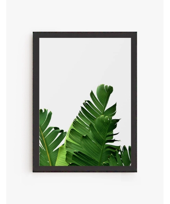 Hoja Banana 02