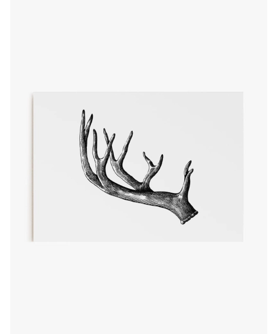 Cuadro Asta Alce | Be Minimal