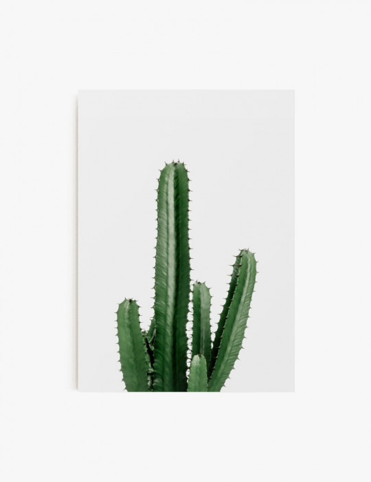 Cactus en atardecer