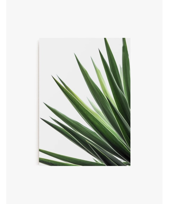 Cuadro Yuca | Be Minimal