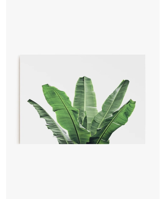 Cuadro Arbol Banana | Be Minimal