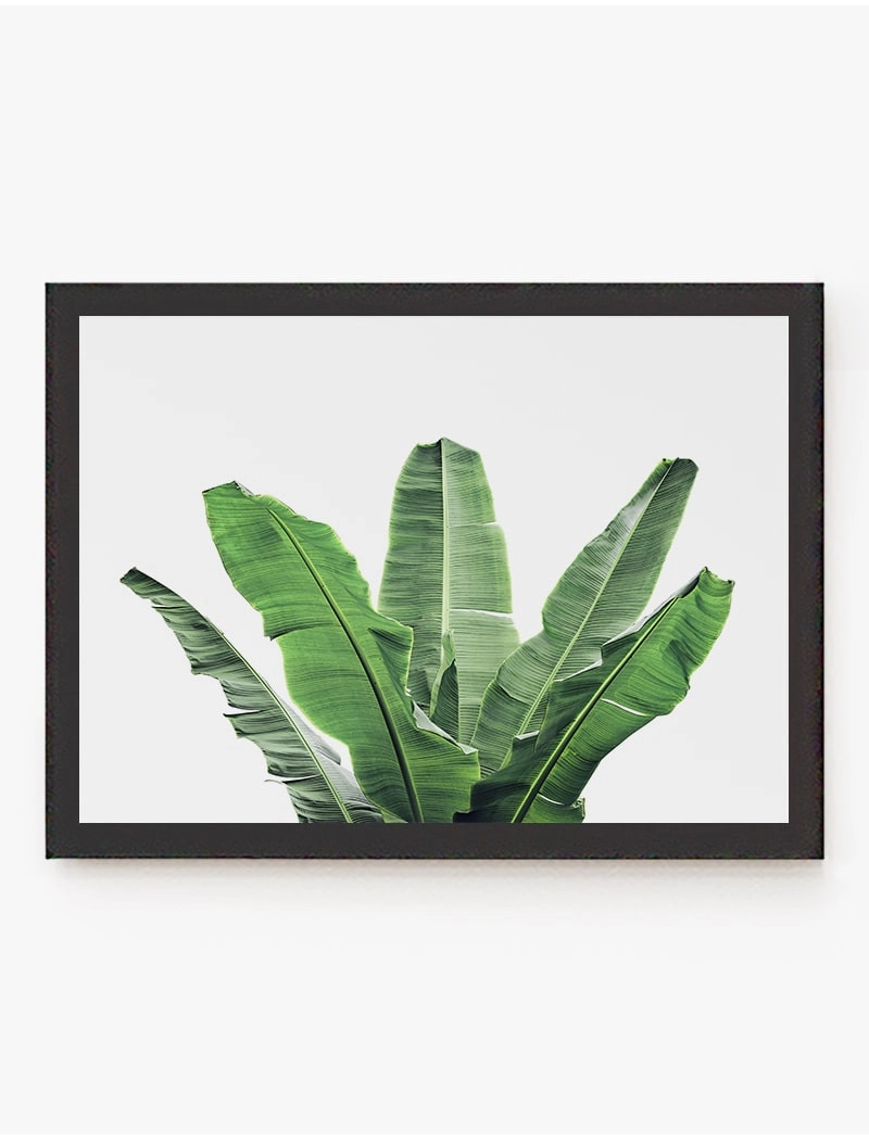 Cuadro Arbol Banana | Be Minimal