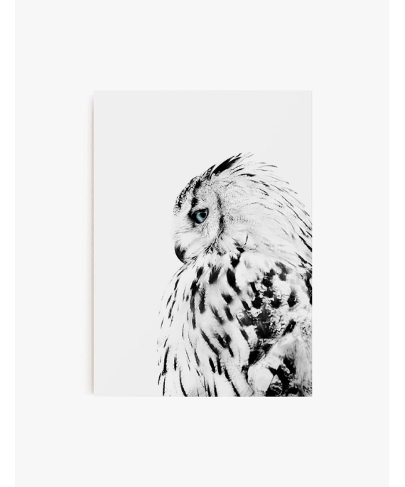 Cuadro Buho Blanco | Be Minimal