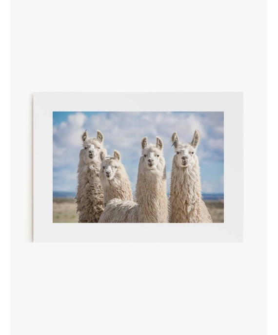 Cuadro Alpacas | Be Minimal