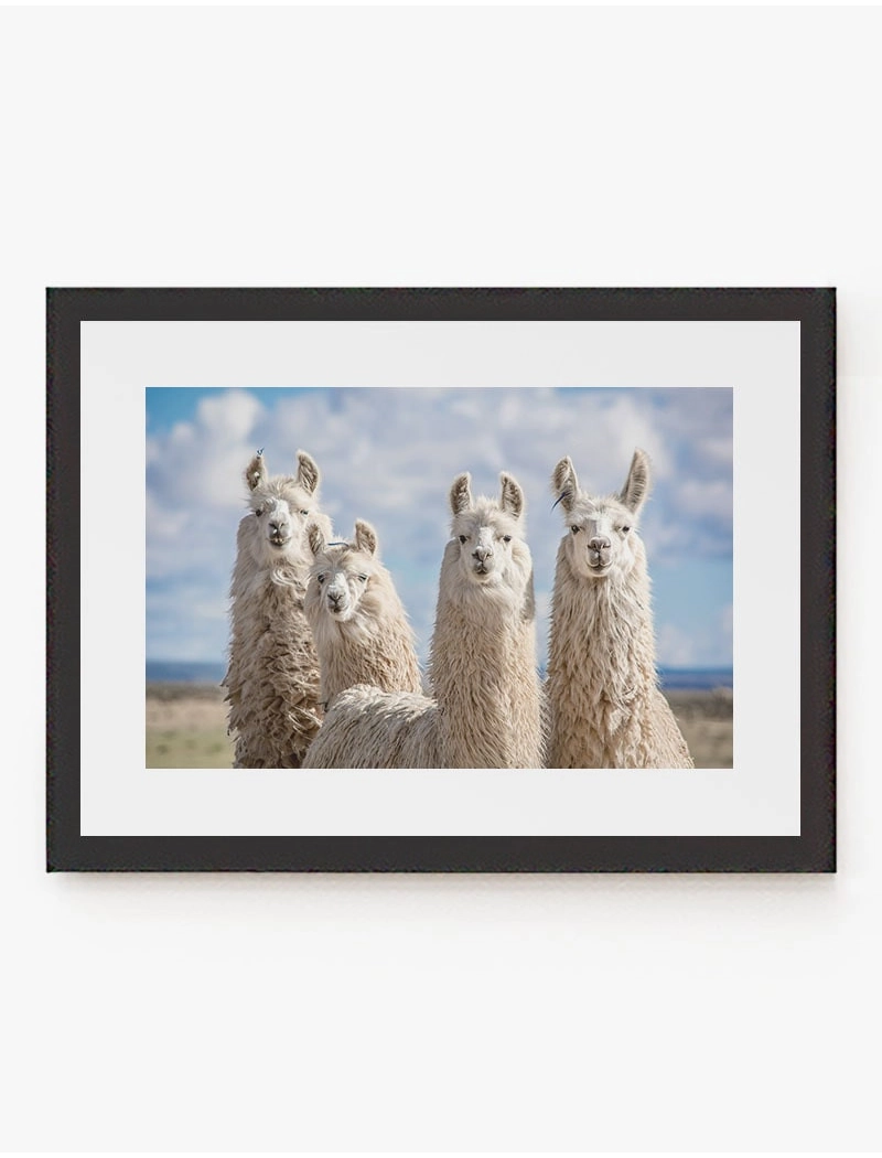 Cuadro Alpacas | Be Minimal