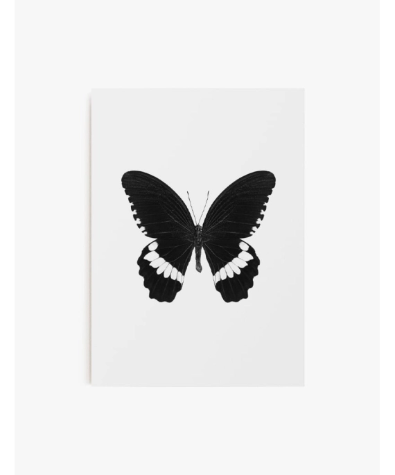 Cuadro Mariposa 02 | Be Minimal