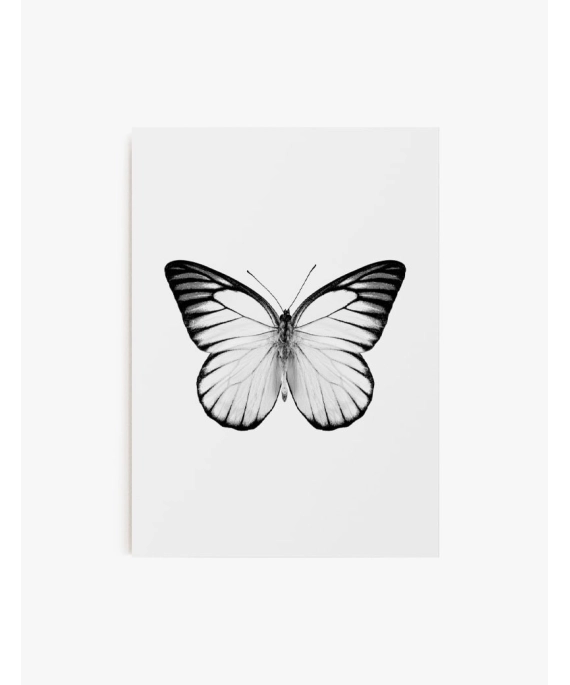 Cuadro Mariposa 03 | Be Minimal