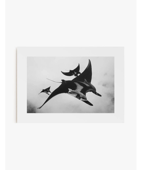 Cuadro Mantarrayas | Be Minimal