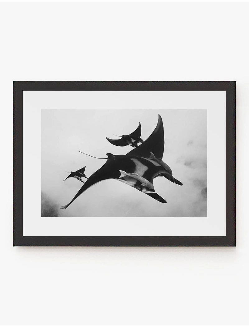 Cuadro Mantarrayas | Be Minimal